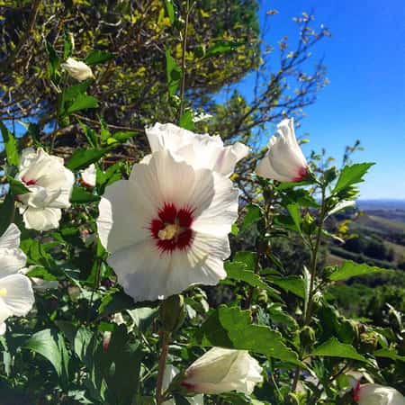 Il giardino di Hotel Santa Caterina a Siena