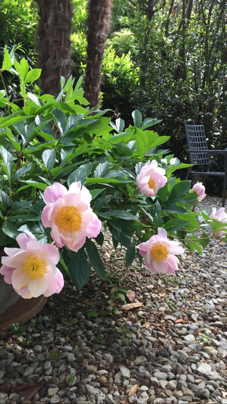 The garden of Hotel Santa Caterina in Siena