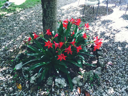 Il giardino di Hotel Santa Caterina a Siena